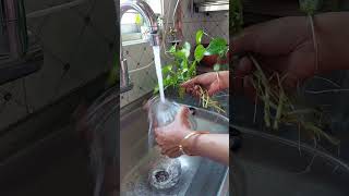 My pothos  plants care goodvibes everyonefollowers pothos plants plantcare viralvideo plants [upl. by Sofer304]