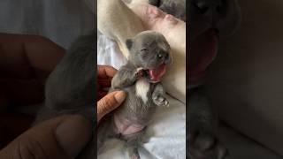 2 Week Old French Bulldog puppies [upl. by Nuriel]