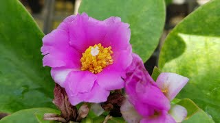 Pereskia Grandiflora  Pink Flowers Cactus Family [upl. by Aimo]