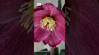 A Hellebores Blooms  Gardening Australia gardeningaustralia [upl. by Hudgens]