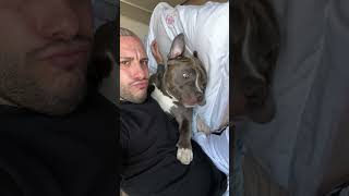 Mino aggressivo e cattivo 😓🤔😂😅 animal love doglover americanbully [upl. by Yellac]