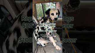 20 dog car seat vs 100 dog car seat cover [upl. by Bobbye]