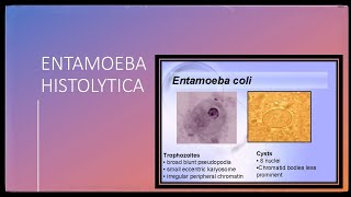 Entamoeba Histolytica  morphology Amebiasis clinical featuresdiagnosistreatment and prophylaxis [upl. by Enihpets]