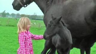 Very Cute Baby Horses with their Mother [upl. by Cristionna]