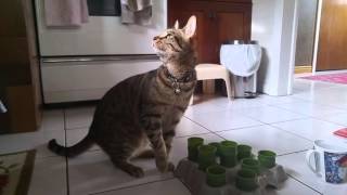 My Cat Walker Meowing while Eating his Kibble [upl. by Limemann]