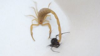 Scorpion Catches Black Widow For Its Prey Warning May be disturbing to some viewers [upl. by Ivy]