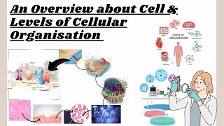 Cell Biology  Levels of Organisation  Cell Theory  Cell Types  Cell Organelles [upl. by Taber]