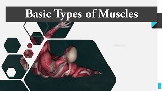 What are different types of Muscles and their Functions [upl. by Naimaj]