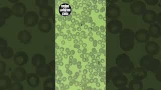🩸Cómo Realizar la Fórmula Diferencial de Leucocitos Glóbulos Blancos en Hematología🔬 P3 ciencia [upl. by Cheston]