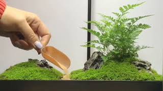 Easy and Simple Terrarium Making DIY terrarium diy youtubevideo landscape [upl. by Emarie]