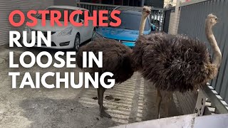 Escaped ostriches spotted running around Taichung streets [upl. by Ynnej]