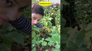 September Harvest  Sabhi baskets full ho gayi shorts [upl. by Lacee]