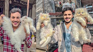 Persian cat price in Lahore  Triple Coat Punch Face Cats  Tollintion Market Lahore  Cat Market [upl. by Gwenora]