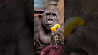 Man Changed into a real Gorilla 🦍 greenscreen viralvideo shorts [upl. by Kendall395]