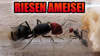 Meine neue seltene Ameisen Kolonie  Unboxing und Einrichten der Ameisenfarm [upl. by Gnak]