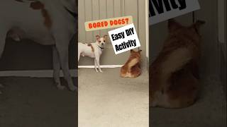 Bored Dog DIY Indoor Activity to Tire your DOG shorts pets smartdog doglife doglover [upl. by Hintze]