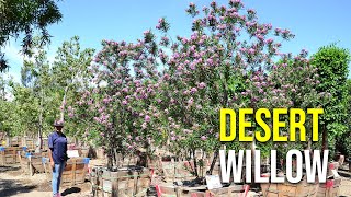 Burgundy Desert Willow Trees [upl. by Ming]