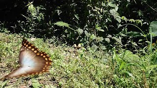 Morpho amphitryon in slo mo [upl. by Andrej]