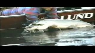 World Record Musky [upl. by Arly]