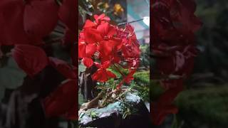 Geran geranium garderningtips flowersagriculture youtube sortsnature [upl. by Annaili]