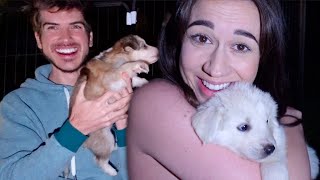 IM STEALING JOEYS PUPPIES [upl. by Dnalevets]