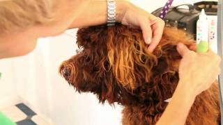 Royal Diamond Labradoodles Tips on Grooming the Earsmov [upl. by Aunson]