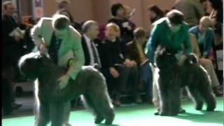 Crufts 2011  Bouvier Des Flandres  Best of Breed [upl. by Inajar]