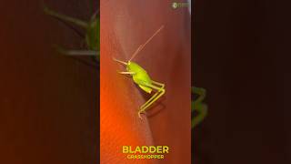 Bladder Grasshopper  Feel The Softy Body insect love green [upl. by Moyers14]