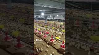 drabbaskhan08 YouTube Braxvlog poultryfarmshed poultry farming farmingvideos india [upl. by Idden]