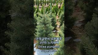 은청가문비 슈퍼블루 3년차 노지재배 picea pungens super blue [upl. by Alekim]