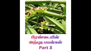 Health Benefits Of Pirandai in Tamil Part 3  Pirandai Health Benefits in Tamil [upl. by Lussier]