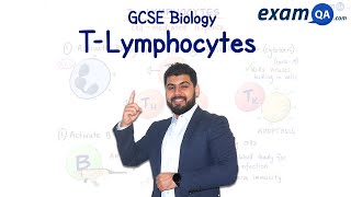 TLymphocytes  ALevel Biology [upl. by Liesa]