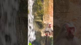 Hamadryas Baboon  Singapore Zoo [upl. by Nelra362]