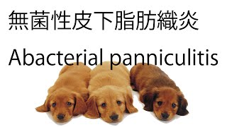 無菌性皮下脂肪織炎：細胞診Abacterial panniculitis [upl. by Deeyn]