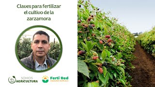 Claves para fertilizar el cultivo de la zarzamora [upl. by Meagan851]