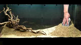 Aquarium Setup  Aquascape  Step by Step  Live Planted Fish Tank [upl. by Hairej]