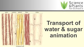 Transport in plant xylem amp phloem water amp sugar  animation 💧🍬 [upl. by Aliek695]