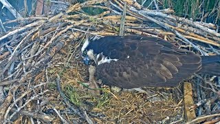 20240603 Chick tells mom whos boss  Boulder County Osprey Cam [upl. by Aniehs673]