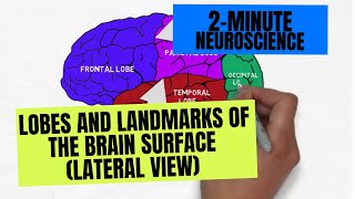 2Minute Neuroscience Lobes and Landmarks of the Brain Surface Lateral View [upl. by Ribble792]