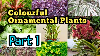 Ornamental plants for your garden  best indoor plants  colourful houseplant [upl. by Gall938]