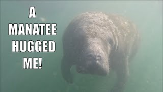 Swimming with Manatees TNT Smith Adventures [upl. by Steinberg]