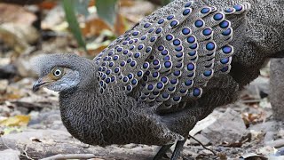 Flashy Feathers  Grey Peacock Pheasant  Polyplectron bicalcaratum [upl. by Alrick]