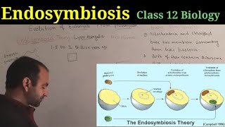 Endosymbiosis Theory Class 12 Biology  Evolution [upl. by Aynotal]