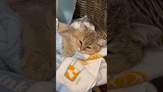 Cuteness overload britishshorthairkittencat catlover cutekittenvideos catlifereelsshorts [upl. by Anileh272]