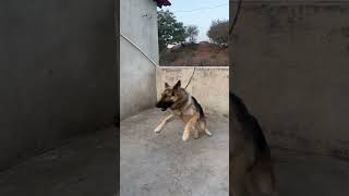 German shepherd engry mod 🐶😡germanshepherd petdog animals shorts youtubeshorts viralvideo [upl. by Phillips]