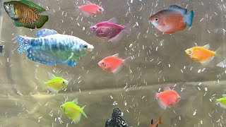 Can glofish tetras and gourami fish live together  can you mix gouramis and glofish tetras [upl. by Rebma]