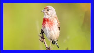 Pardillo Cantando  Eurasian Linnet Singing  Linaria Cannabina [upl. by Qifar]