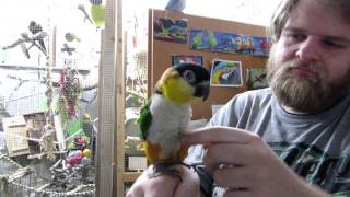 How to cuddle a Black headed Caique well and nice D [upl. by Yreved]