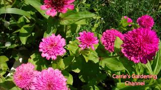 zinderella zinnias what do zinderella zinnias look like how to deal with powdery mildew on plants [upl. by Delaney283]