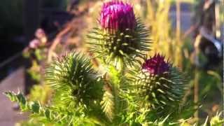 Spiny Plumeless Thistle Carduus Acanthoides  20120625 [upl. by Willcox]